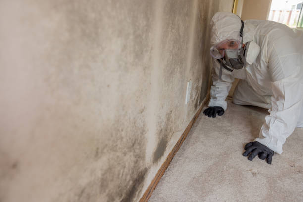 Why You Should Choose Our Mold Remediation Services in Pleasure Point, CA